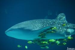 Hengqin Chimelong Ocean Kingdom