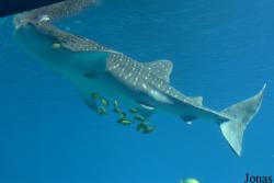 Hengqin Chimelong Ocean Kingdom