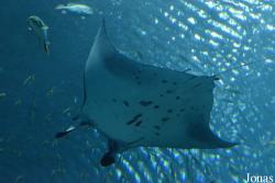 Hengqin Chimelong Ocean Kingdom