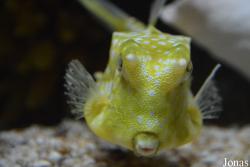 Hangzhou Underwater World