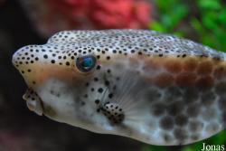 Hangzhou Underwater World