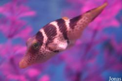 Canthigaster valentini