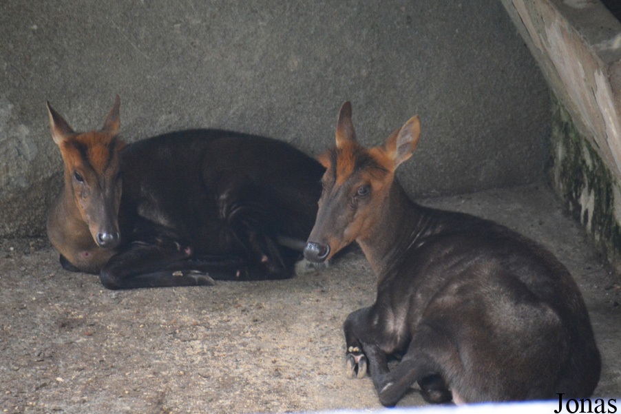 Hangzhou Zoo