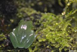 Rhacophorus moltrechti