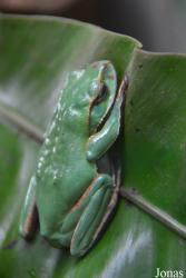 Rhacophorus prasinatus