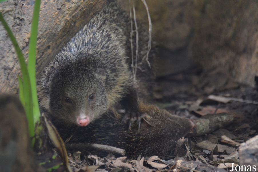 Taipei Zoo