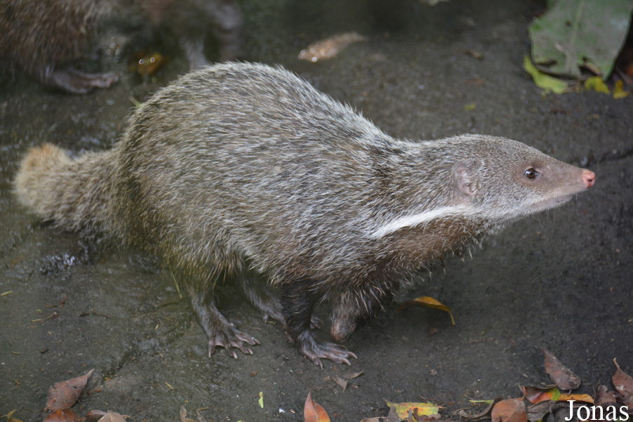 Taipei Zoo