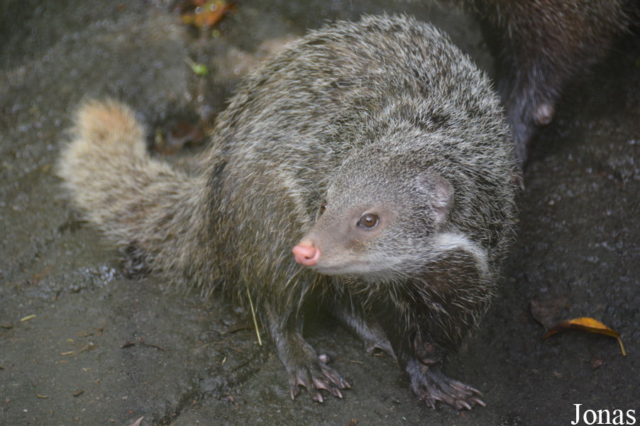 Taipei Zoo