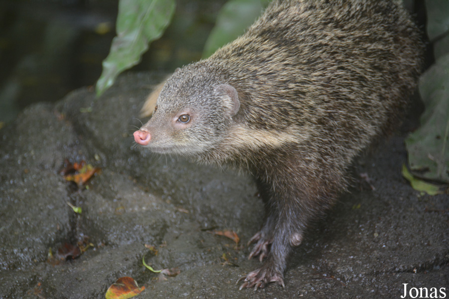 Taipei Zoo