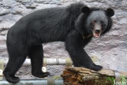 Ursus thibetanus formosanus