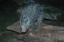 Zoo Frankfurt