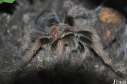 Aphonopelma sp.
