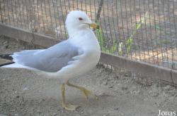 California Living Museum (CALM)