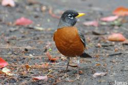 Turdus migratorius