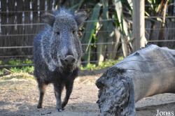 Fresno Chaffee Zoo