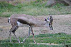 Fresno Chaffee Zoo