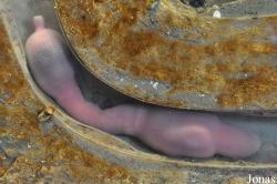Monterey Bay Aquarium