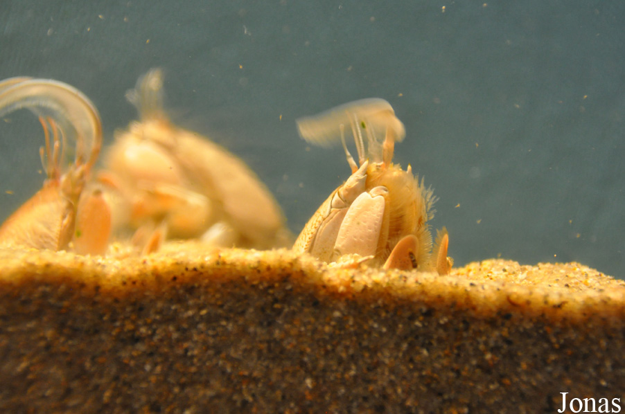 Monterey Bay Aquarium