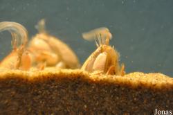 Emerita analoga