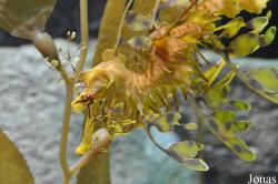 Monterey Bay Aquarium