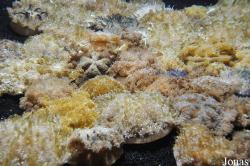 Monterey Bay Aquarium