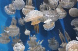 Monterey Bay Aquarium