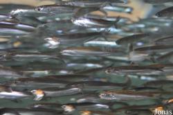 Monterey Bay Aquarium