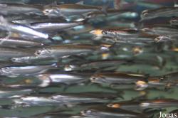 Monterey Bay Aquarium
