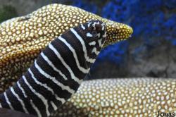 Gymnomuraena zebra