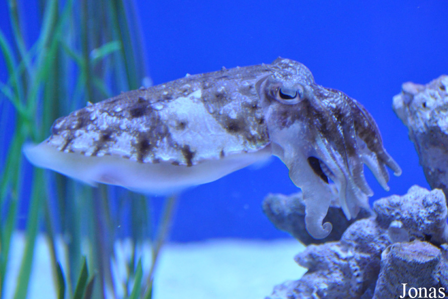 Monterey Bay Aquarium