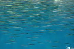 Monterey Bay Aquarium