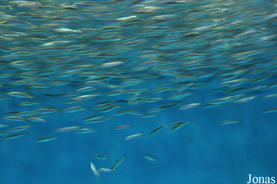 Monterey Bay Aquarium