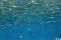 Monterey Bay Aquarium