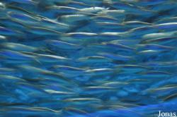 Monterey Bay Aquarium