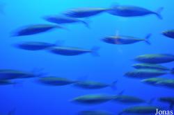 Monterey Bay Aquarium