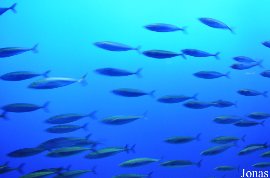 Monterey Bay Aquarium
