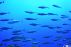 Monterey Bay Aquarium
