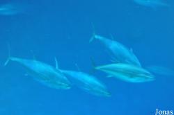 Monterey Bay Aquarium
