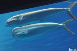 Coryphaenidae