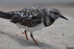 Monterey Bay Aquarium