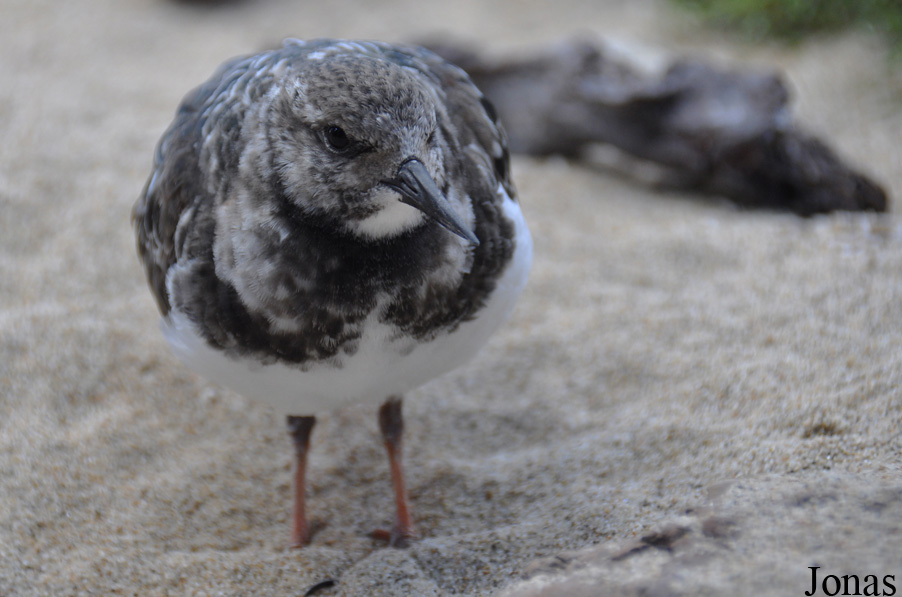 Monterey Bay Aquarium