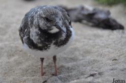 Monterey Bay Aquarium