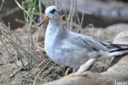 Phalaropus fulicarius