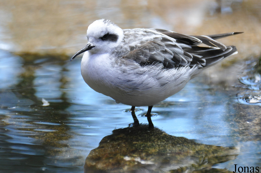 Monterey Bay Aquarium