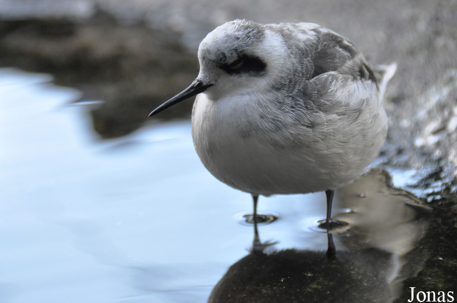 Monterey Bay Aquarium
