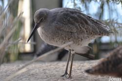 Monterey Bay Aquarium