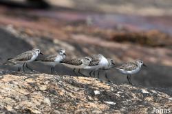 Calidris pusilla