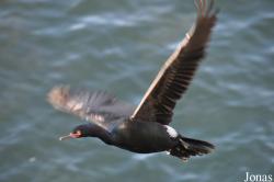 Monterey Bay Aquarium