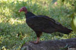 Cathartes aura aura