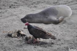 Piedras Blancas Elephant Seal Rookery
